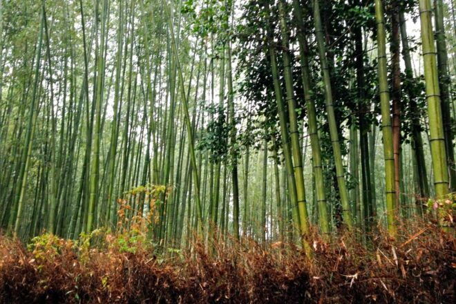 Bali: Full-Day Trip to Penglipuran Village and Bamboo Forest - Full Description