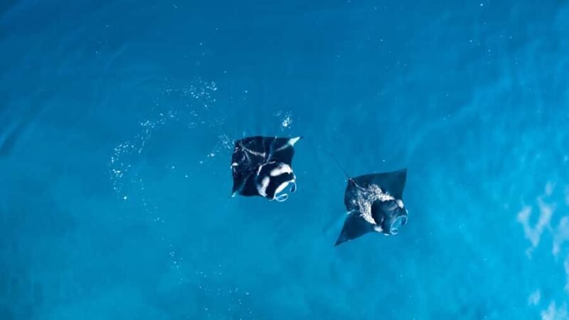 Bali: Full-Day Yacht Snorkel Manta Nusa Penida & Lembongan - Practical Details and Tips