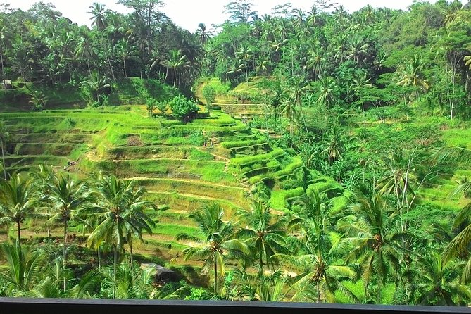Bali Full Day Rice Terrace, Volcano, Tanah Lot Sunset - Itinerary Overview