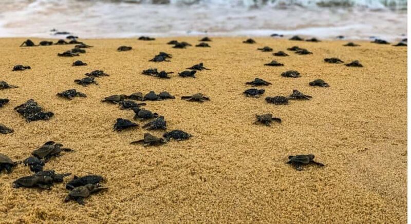Bali: Glass Bottom Boat & Turtle Conservation Tour - Good To Know