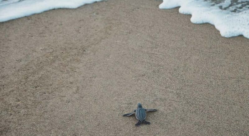 Bali: Glass Bottom Boat & Turtle Conservation Tour - What to Expect from the Tour