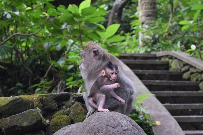 Bali Global Tour: Rice Terrace the Sacred Monkey Forest and Volcano Including Lunch - Itinerary