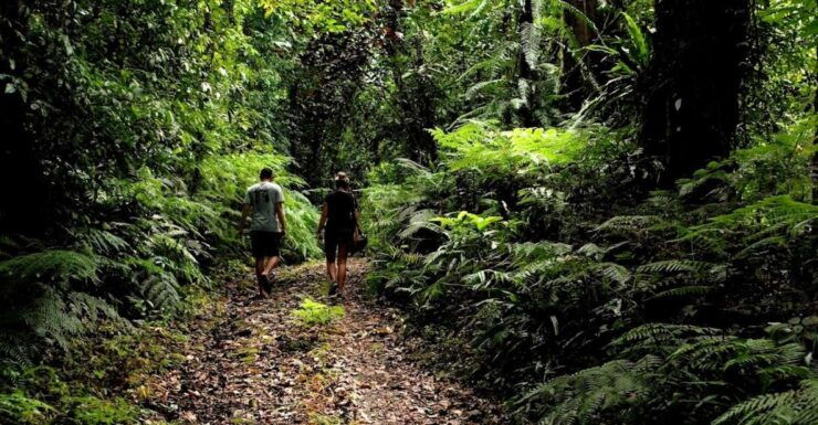 Bali: Half-Day Bayad Eco Hike - Activity Details