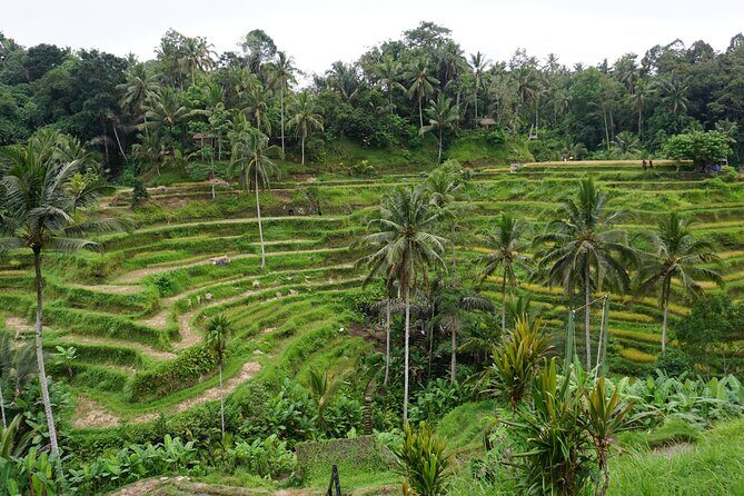 Bali Half Day Cultural and Nature - Frequently Asked Questions (FAQ)