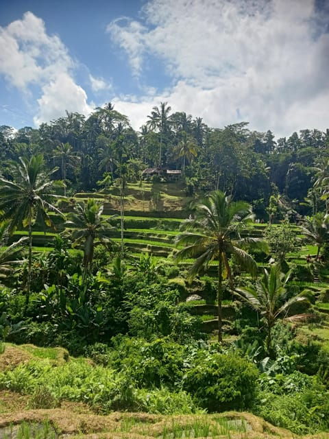 Bali: Half Day Tirta Empul and Bliss Massage - Activities Included