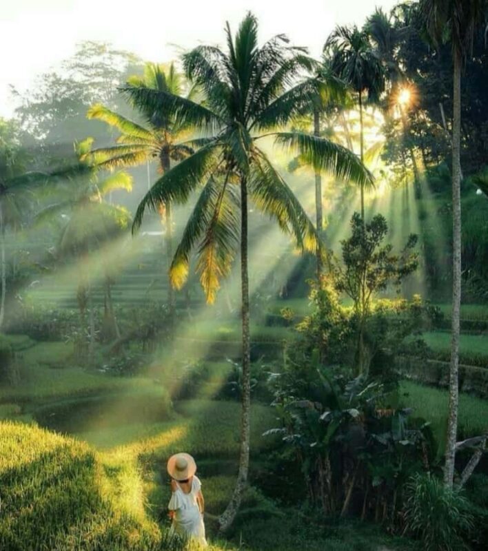 Bali : Handcrafted Silver Jewelry, Waterfall & Rice Terraces - The Sum Up: Who Is This Tour Perfect For?