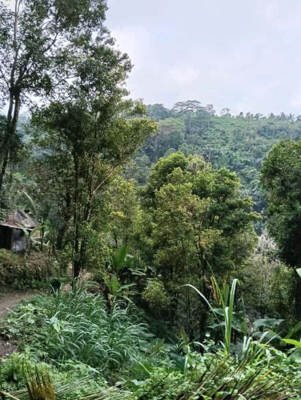 Bali: Hidden Waterfall Hike and Blue Lagoon Snorkeling - Value for Money and Overall Impression