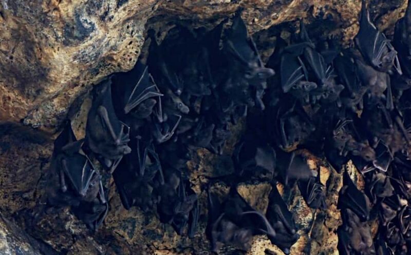 Bali: Historic Murals, Fairy Garden & Bat Cave Temple Tour - FAQs