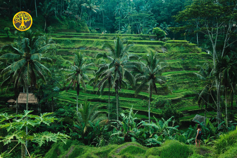 Bali Holy Bath and Jungle Swing Private Day Trip - Walking the Tegalalang rice terraces