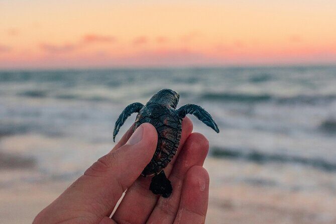 Bali Horse Riding and Turtle Release at Saba Beach - Experience Bali’s Natural Charm with the Horse Riding and Turtle Release Tour