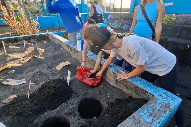 Bali Horse Riding and Turtle Release at Saba Beach - Good To Know
