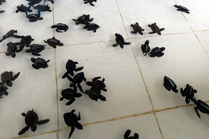 Bali Horse Riding and Turtle Release at Saba Beach - Final Summary