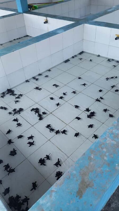 Bali: Horse Riding & Turtle Release Experience at Saba Beach - Good To Know