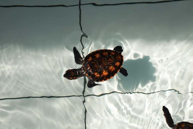 Bali: Horse Riding & Turtle Release Experience at Saba Beach - Introduction: Setting the Scene