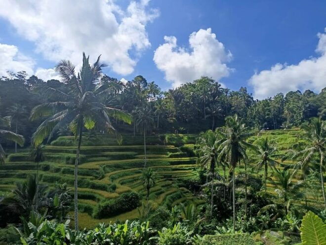 Bali Horse Riding + Waterfall + Rice Terrace + Lunch - Tegallalang Rice Terraces