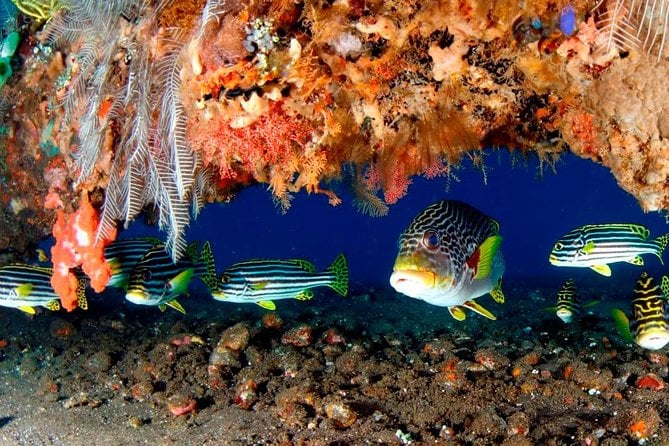 Bali Introductory Scuba Dive at Tulamben Liberty Shipwreck - Scuba Dive Experience Overview