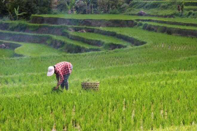Bali Jatiluwih Rice Terrace and Tanah Lot Tours - Booking Information
