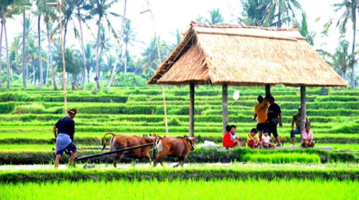 Bali : Jatiluwih Rice Terrace, Hidden Gem Waterfall & Temple - Booking Information
