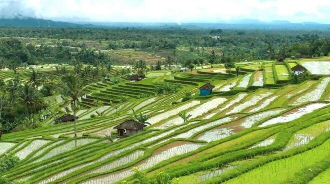 Bali: Jatiluwih Rice Terrace Sunrise Trekking With Breakfast - Transportation and Pickup Information