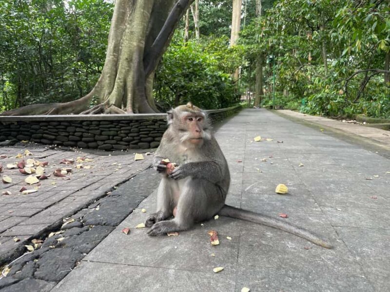 Bali: Jatiluwih Rice Terrace, Temple & Hot Springs Day Trip - The Sum Up