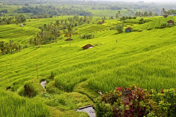 Bali: Jatiluwih Rice Terraces 1-Hour Electric Bike Tour - Experience Highlights