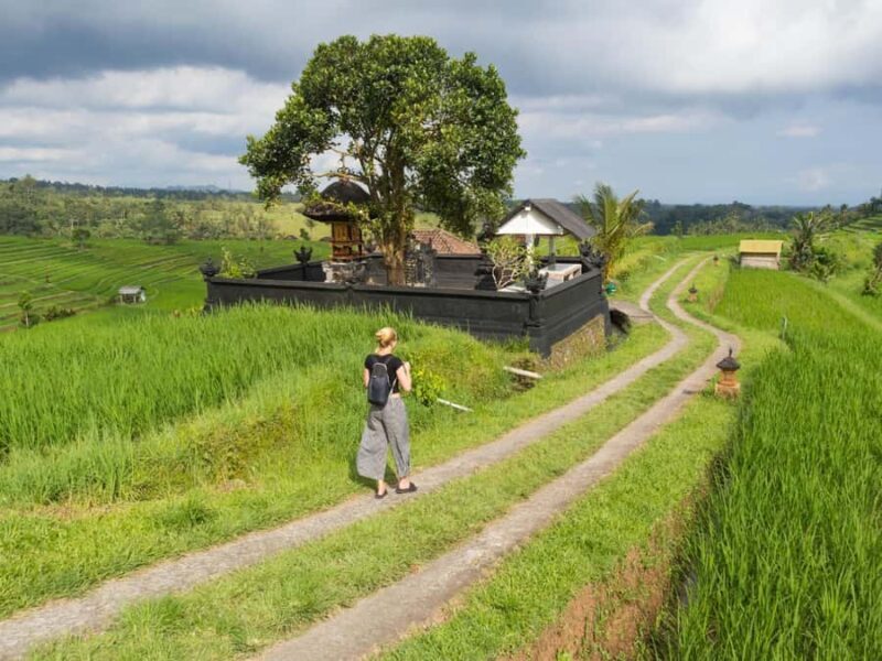 Bali: Jatiluwih Rice Terraces, Sangeh Forest & Coffee Tour - Exploring Bali’s Hidden Corners: A Review of the Jatiluwih Rice Terraces, Sangeh Forest & Coffee Tour