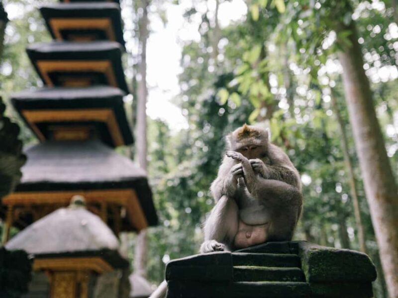 Bali: Jatiluwih Rice Terraces, Sangeh Forest & Coffee Tour - Who Would Love This Tour?