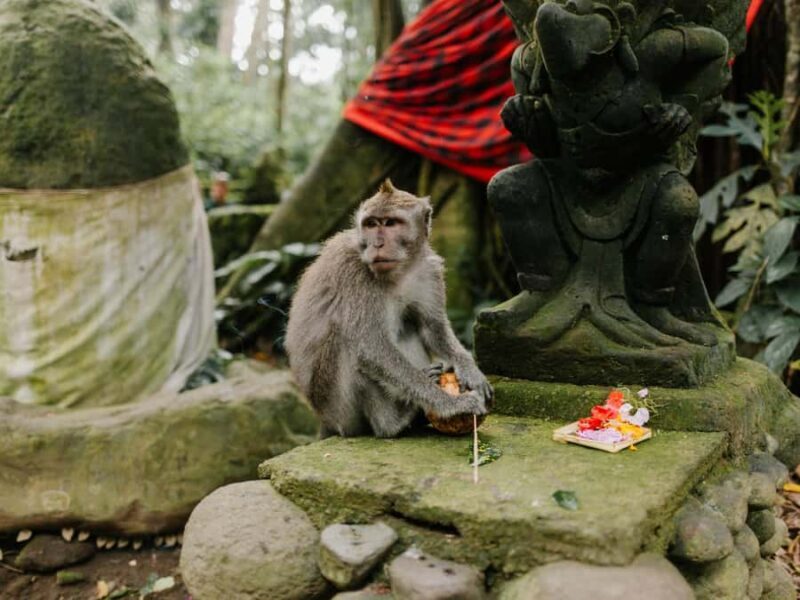 Bali: Jatiluwih Rice Terraces, Sangeh Forest & Coffee Tour - Who Should Consider This Tour?