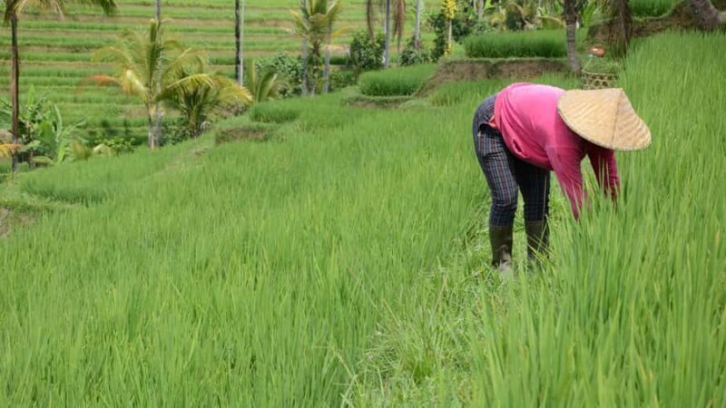 Bali: Jatiluwih Rice Terraces Sunrise guided Walking Tour - Frequently Asked Questions