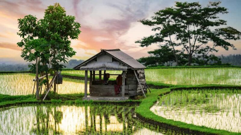 Bali: Jatiluwih Rice Terraces Sunrise guided Walking Tour - Good To Know