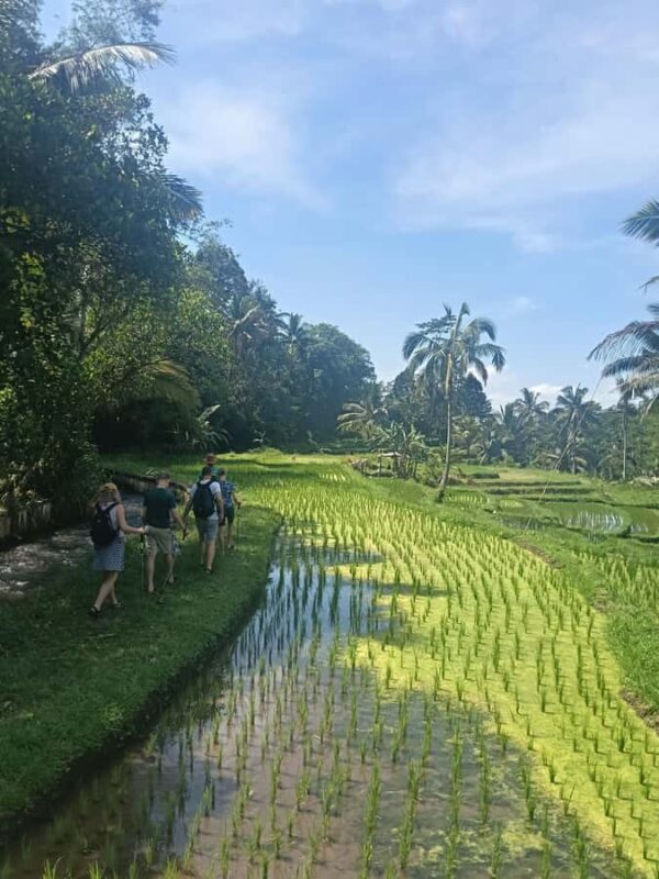 Bali: Jatiluwih Trek via Senganan Village  with local guide - The Value of This Trek