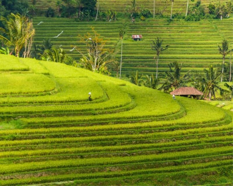 Bali: Jatiluwih, Ulun Danu Beratan, Handara, and Leke Leke - Good To Know