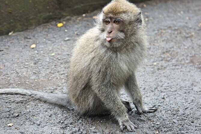 Bali Jungle Adventure: Swing Heaven, Monkey Forest & Temple - FAQ