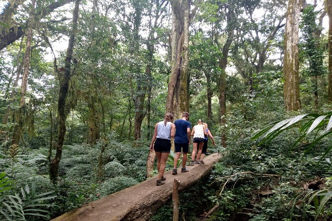 Bali Jungle Escapade: Rainforest and Waterfall Trekking - Itinerary Overview