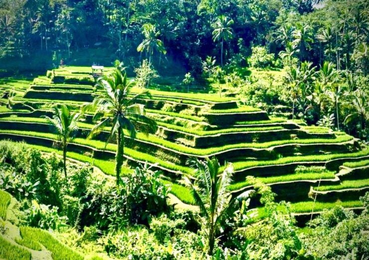 Bali: Kanto Lampo Waterfall, Swing & Monkey Forest Day-Trip - Good To Know