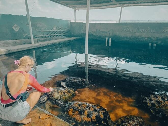 Bali: Kayaking With Mangrove Preserving and Turtle Release - Experience Highlights