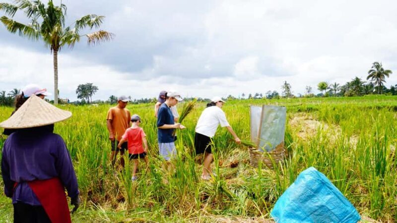 Bali: Kintamani Downhill Bike Tour and Natural Jungle Swim - FAQ