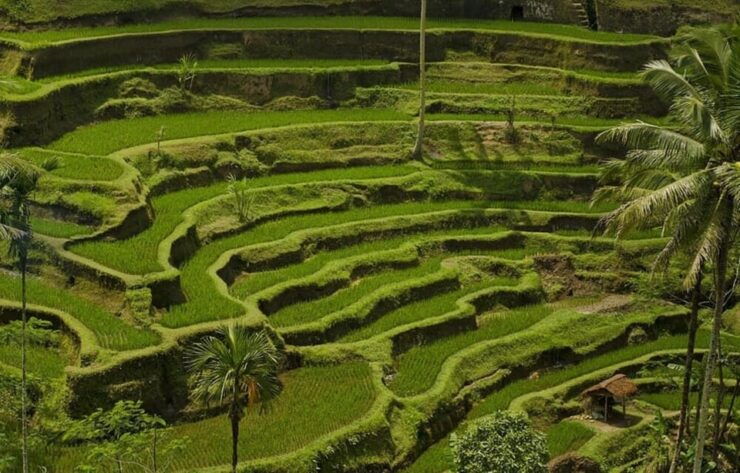 Bali: Kintamani Village, Rice Terraces, and Coffee Tour - Key Points