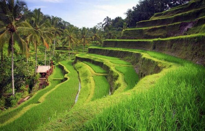 Bali: Kintamani Village, Rice Terraces, and Coffee Tour - Kintamani Village Experience