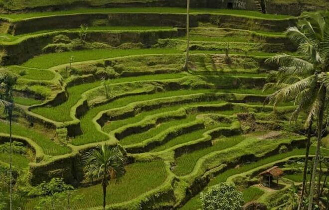 Bali: Kintamani Village, Rice Terraces, and Coffee Tour - Additional Tour Information