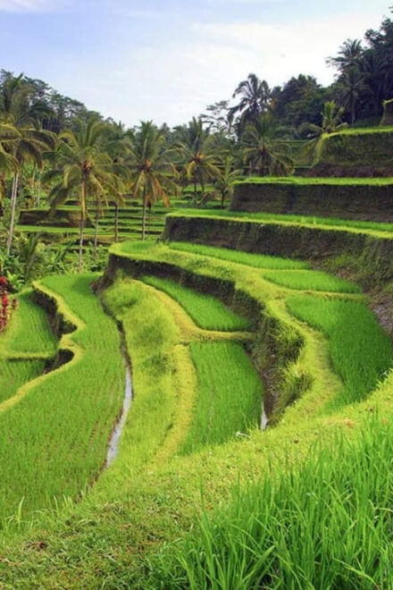 Bali: Kintamani Village, Rice Terraces, and Coffee Tour - Questions You May Have