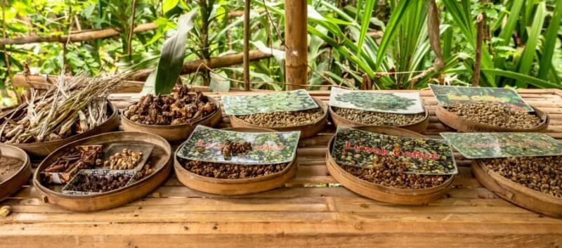 Bali: Kintamani Volcano, Monkey Forest & Rice Terrace Tour - Good To Know