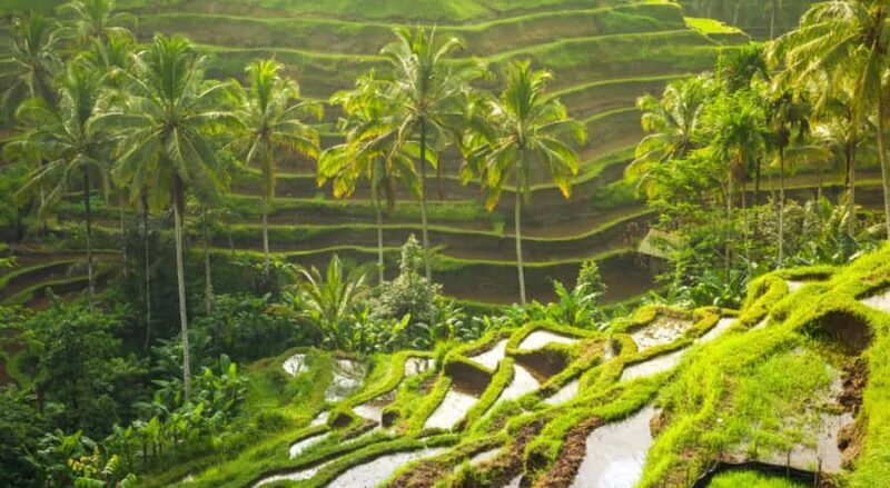 Bali: Kintamani Volcano, Monkey Forest & Rice Terrace Tour - An In-Depth Look at the Experience