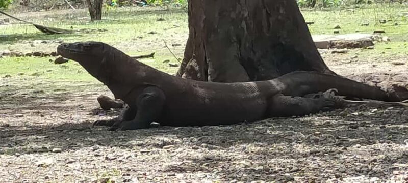 Bali: Komodo Island Guided Day Trip with Lunch and Snacks - What Makes This Tour Stand Out?  