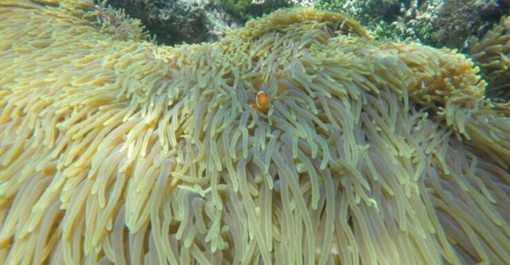 Bali: Labuan Amuk Snorkeling With Lunchbox - Crystal-Clear Waters and Coral Reefs