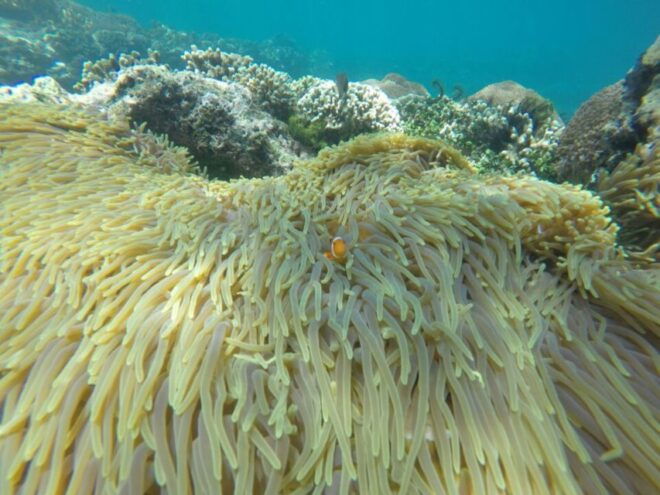 Bali: Labuan Amuk Snorkeling With Lunchbox - Underwater Encounters With Marine Life