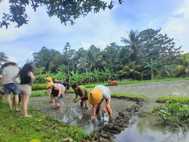 Bali: Legung Luwih Tabanan Village Activities - Exploring the Heart of Bali: A Full Day in Legung Luwih