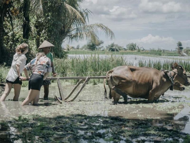 Bali: Local Village and School Tour with Lunch - How Does It Value for Money?