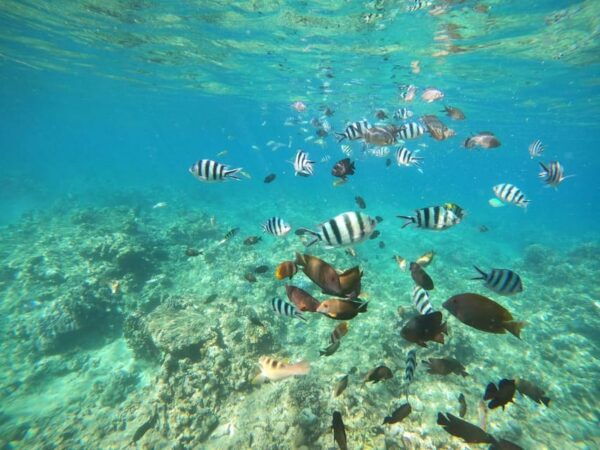 Bali: Lovina Dolphin Adventure With Breakfast and Snorkling. - Booking and Cancellation Policy