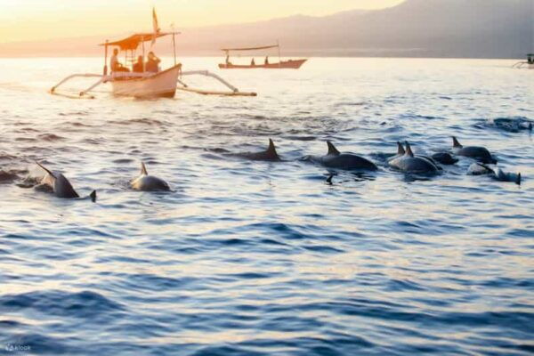 Bali: Lovina Dolphin and North Bali Sightseeing Tour - Inclusions and What to Expect